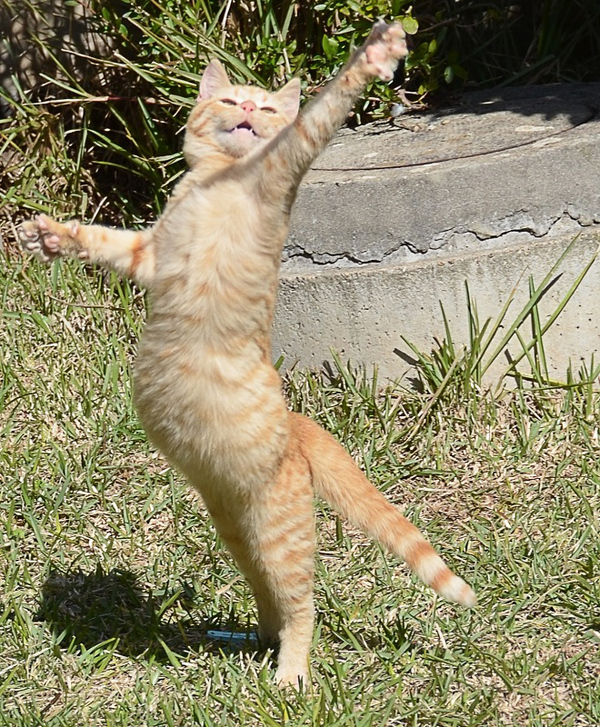 Piccoli gattini crescono